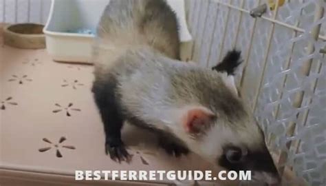 We did not find results for: How to Train a Ferret to Use a Litter Box? + TIPS ...