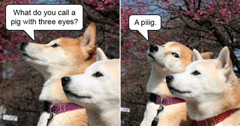 What do you call a deaf gynecologist? What Do You Call a Pig With Three Eyes?