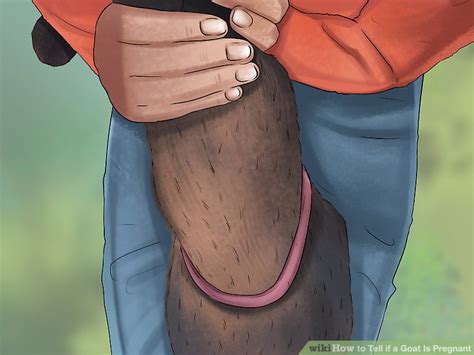 How to tell if your goat is pregnant goat care goats pygmy goat from www.pinterest.com. 3 Ways to Tell if a Goat Is Pregnant - wikiHow