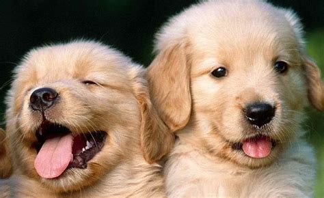 Search our available animals and adopt a pet today! Golden Retriever Adoption Bay Area | PETSIDI