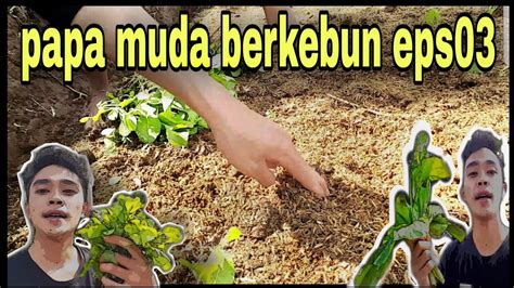 Supaya tetap produktif selama berada di rumah, salah satu yang bisa dilakukan ialah dengan bercocok tanam dengan metode hidroponik. PAPA MUDA BERKEBUN EPS03 - BERCOCOK TANAM SAYURAN SAWI ...