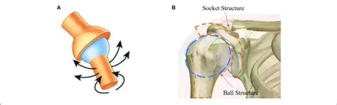 An articulation (such as the hip joint) in which the rounded head of one bone fits into a cuplike cavity of the other and admits movement in any direction. | Ball-and-socket damper (A) and human shoulder joint (B ...