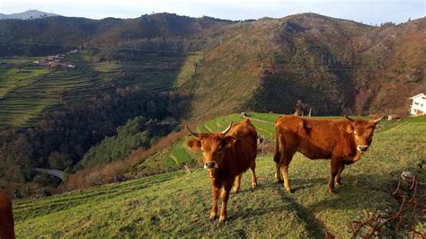 Pelo que foi possível apurar, a derrocada ocorreu em zona de terra batida, num terreno agrícola, originando. Arcos de Valdevez: Aldeia de Sistelo | Viaje Comigo