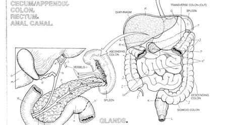 Fortunately, google drive comes equipped with some fantastic features to handle pdf management. Digestive System.pdf - Google Drive