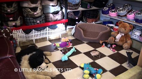 Part of our policy as a breeder trying to set new standards in chihuahua breeding is to show proudly our facilities here at. Little Rascals Uk breeders New litter of blue Chihuahua ...