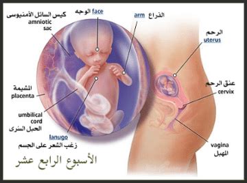 الأسبوع الرابع من الحمل هو الأسبوع الخامس للتبويض، وهكذا يصبح مدة الحمل شهر كامل. اعراض الحمل و مراحل الحمل و مراحل نمو الجنين بالتفصيل ...