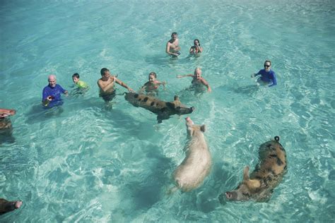 (cat cays airport) in bahamas. Cat Cay Bahamas - Cat and Dog Lovers