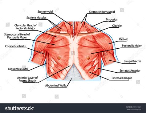 Freetrainers.com has a vast selection of exercises which are used throughout our workout plans. Pectoralis Major Muscle Muscles Chest Thorax Stock Vector ...