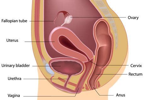 Female reproductive organs beautiful design colorful set. You asked questions about the pelvic floor and pelvic ...