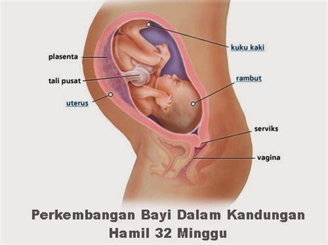 Tanda awal kehamilan gak harus mengandalkan kalendar datang bulan dan hasil test pack saja lho. Perkembangan Bayi Dalam Kandungan Hamil 32 Minggu