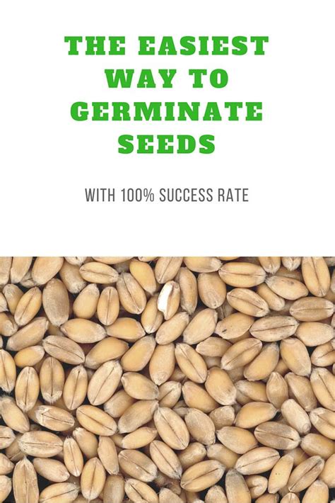 Marijuana seeds can be germinated in a number of different ways. The Best Way to Germinate Vegetable Seeds Quickly Indoors ...