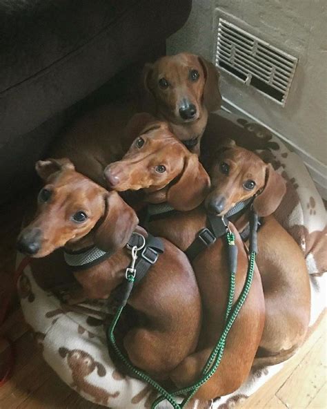 Classified ads of the dachshunds dogs and puppies for sale near antigo, wi. Dachshund Squad / Weenie dogs / Sausage dog / Dachshund ...