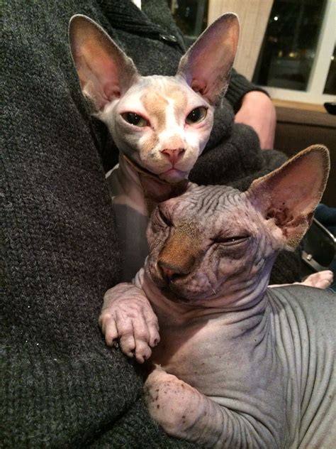 Our sphynx cattery is registered in two systems of the world cat federation (wcf) reg. Sphynx Cat For Sale Near Me - Wayang Pets