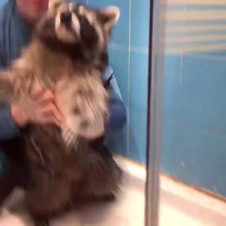 Now, place a box on top of the towel. Even a raccoon can take a bath, so can you. | Cute baby ...