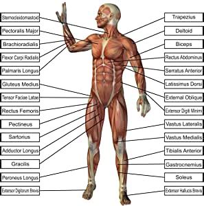 Muscles, connected to bones or internal organs and blood vessels, are in charge for movement. Amazon.com: LAMINATED 24x24 Poster: Anatomy Of Human Body ...