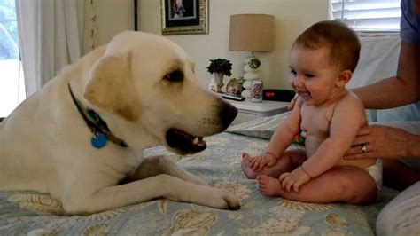 Download and use 3,000+ dog stock videos for free. Baby Fiona laughing at her dog - YouTube