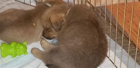 Rotterman puppies with their mother. Litter of 9 Chesapeake Bay Retriever-Rottweiler Mix ...