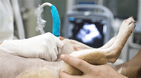 As with any new service, friends, neighbors or colleagues are a great place to start looking for a veterinarian. Pet Ultrasound Services Near Me 40601 - Frankfort Animal ...