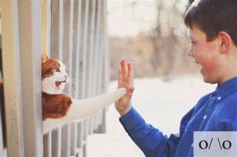 We did not find results for: 猫の表情が絵文字にそっくり？な写真23枚 | オモシロ画像の集積