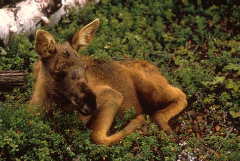 How fast does a moose travel? Moose - Alces americanus - NatureWorks