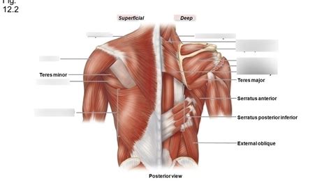 Attached to the shoulder blade, this muscle is one of many that aids shoulder movement. Muscles Of The Torso Posterior : Muscles Of The Neck And ...