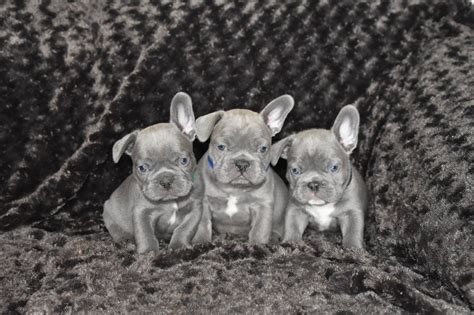 Lilac & tan french bulldog puppies. Blue Lilac French Bulldog Price