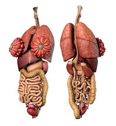 Abdominal and thoracic male organ set, realistic. Image Showing Internal Organs In The Back : Model of the ...