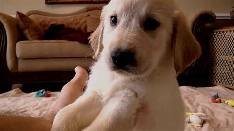 How much do golden retriever puppies cost? Male Golden Retriever Puppy #6873 - YouTube