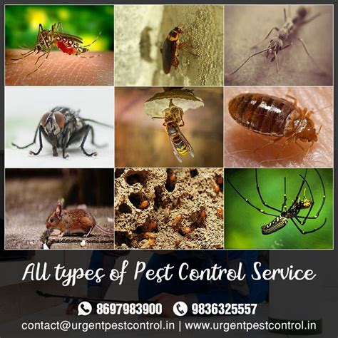 The biggest complex of phytophagous insects was found on salix l. All type of pest control service | Pest control, Pest ...