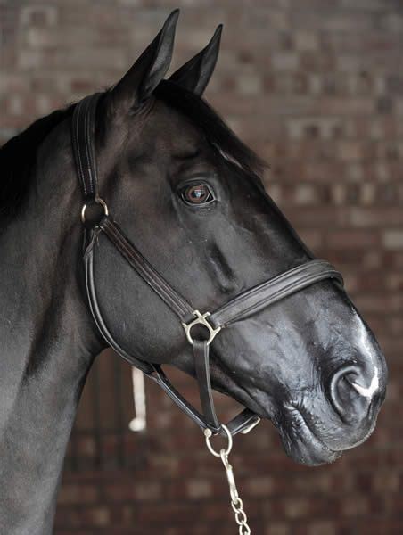 He won the team jumping gold at the london olympics with. Ben Maher Offical Website | About Ben Maher | Horses ...