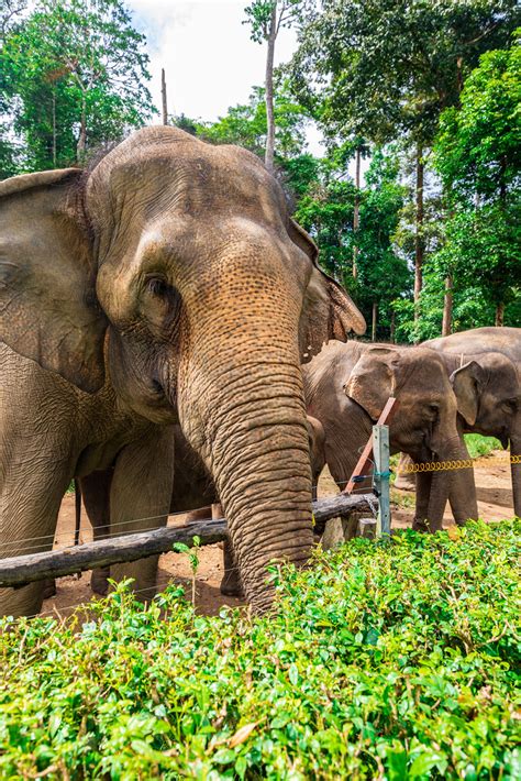Does the kuala gandah elephant sanctuary get volunteers? Kuala Gandah Elephant Sanctuary | Kuala Gandah. Pahang ...