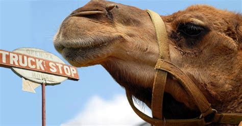 Don't use it as an opportunity to ruin shoes and gain friction burns! Truck Stop Camel Needs Antibiotics After Florida Woman ...