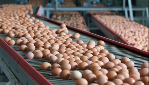Memberikan kesan penganda berasaskan perikanan g. Benarkah Harga Telur di Malaysia Lebih Murah? Ini Faktanya
