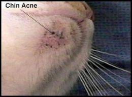 What they look like in pictures, home remedies and treatments. Cats get acne too. | Cats, Pet health, Vet med