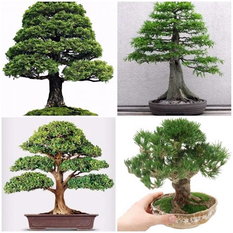 2 10 pohon bonsai termahal di dunia. Bonsai: teknologi tumbuh pokok kecil