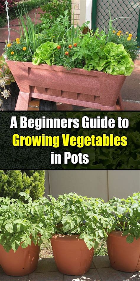 Guide those sturdy canes upward as they grow and tie to your vine support. A Beginners Guide to Growing Vegetables in Pots | Growing ...