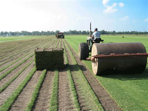 We asked and you responded loud and clear! SOD DELIVERY | Dallas Sod Company