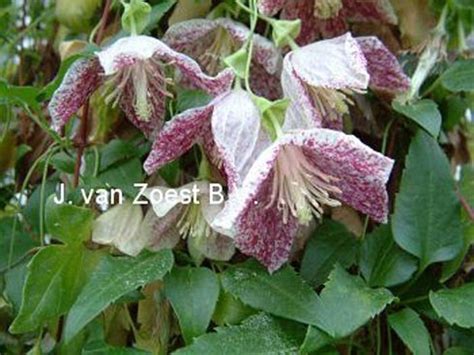 We did not find results for: Freckles | Clematis cirrhosa 'Freckles' online kaufen