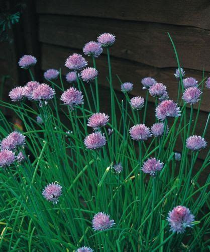 Check spelling or type a new query. Just Seed - Herb - Chives Medium Leaved - Allium ...