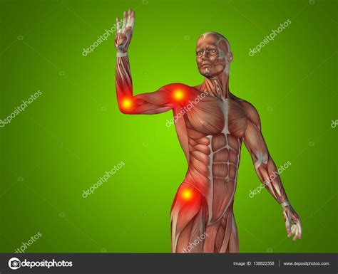 See more ideas about anatomy, muscle anatomy, anatomy and physiology. Anono My Of Upper Body : In the human body the muscles of ...