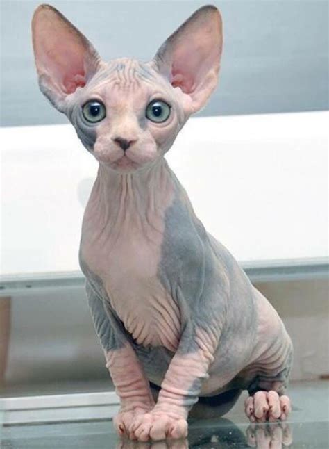 Sie sind sehr auf ihre besitzer bezogen und sind anderen. Cats - Katzen | Sphynx katze, Katzen rassen, Katzen