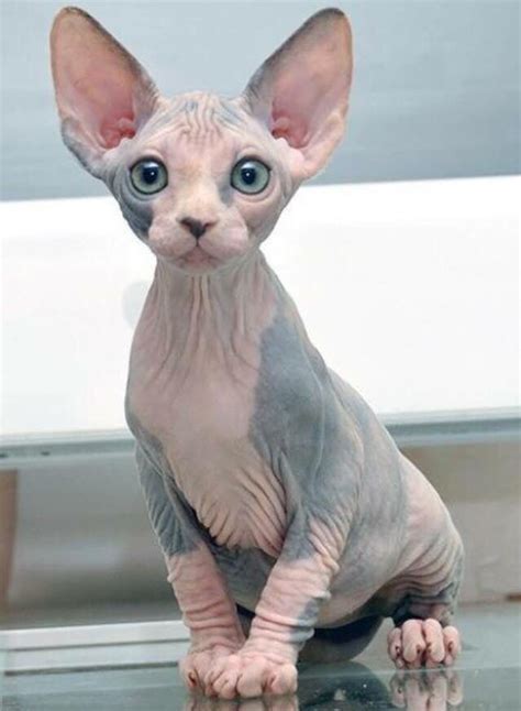 Haustiere hunde sphynx katze rassekatzen. Cats - Katzen | Sphynx katze, Katzen rassen, Katzen