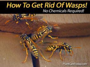 Using water to get rid of ground bee is one of the natural forms of eradication. How To Get Rid Of Wasps Naturally: 10 Ways For Control ...