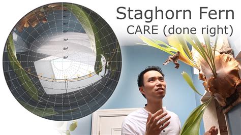 However, it is important to provide them with adequate light, temperature and humidity. Staghorn Fern Care (Platycerium bifurcatum) - YouTube
