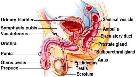 They are formed in the fetal abdomen at the lumber region just below the kidneys at about 28th week of. Male Reproductive System Diagram