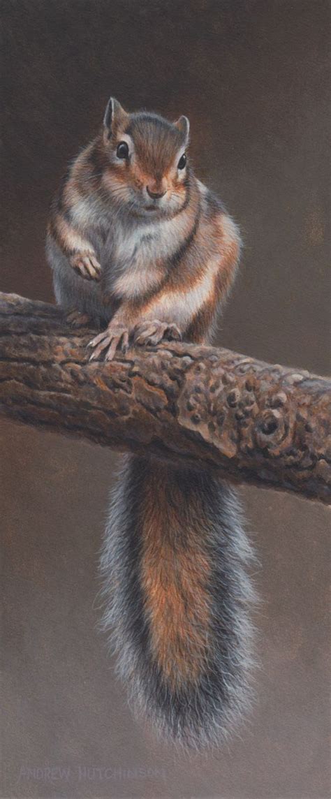 How to draw a least pygmy squirrel. Learn To Master The Sweet And Playful Squirrel Art | Squirrel art, Animal drawings, Animals ...
