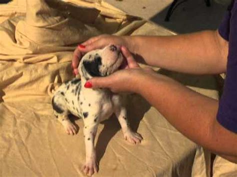 One of 5 females from a litter of 9 harlequin & mantle great danes. Great Dane Puppies For Sale-Female Harlequin Alabama ...