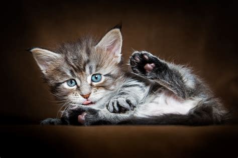 Pure cuteness | Beautiful cats, Cute cats, Cute animals