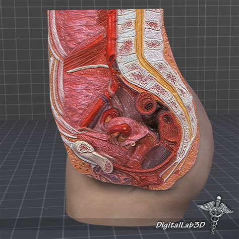 Data set from the u.s. female pelvis anatomy human 3d model