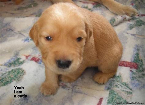 We try and keep this home page current on the new litters of as a golden retriever and labrador retriever breeder in arizona, we aim to provide families with suitable canine companions. Golden Retriever Puppies - AKC - Price: $450.-$500 for ...